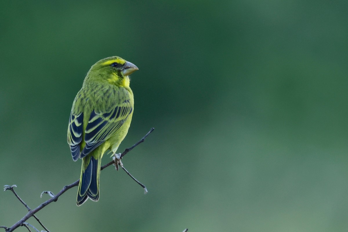 Brimstone Canary - ML609577759