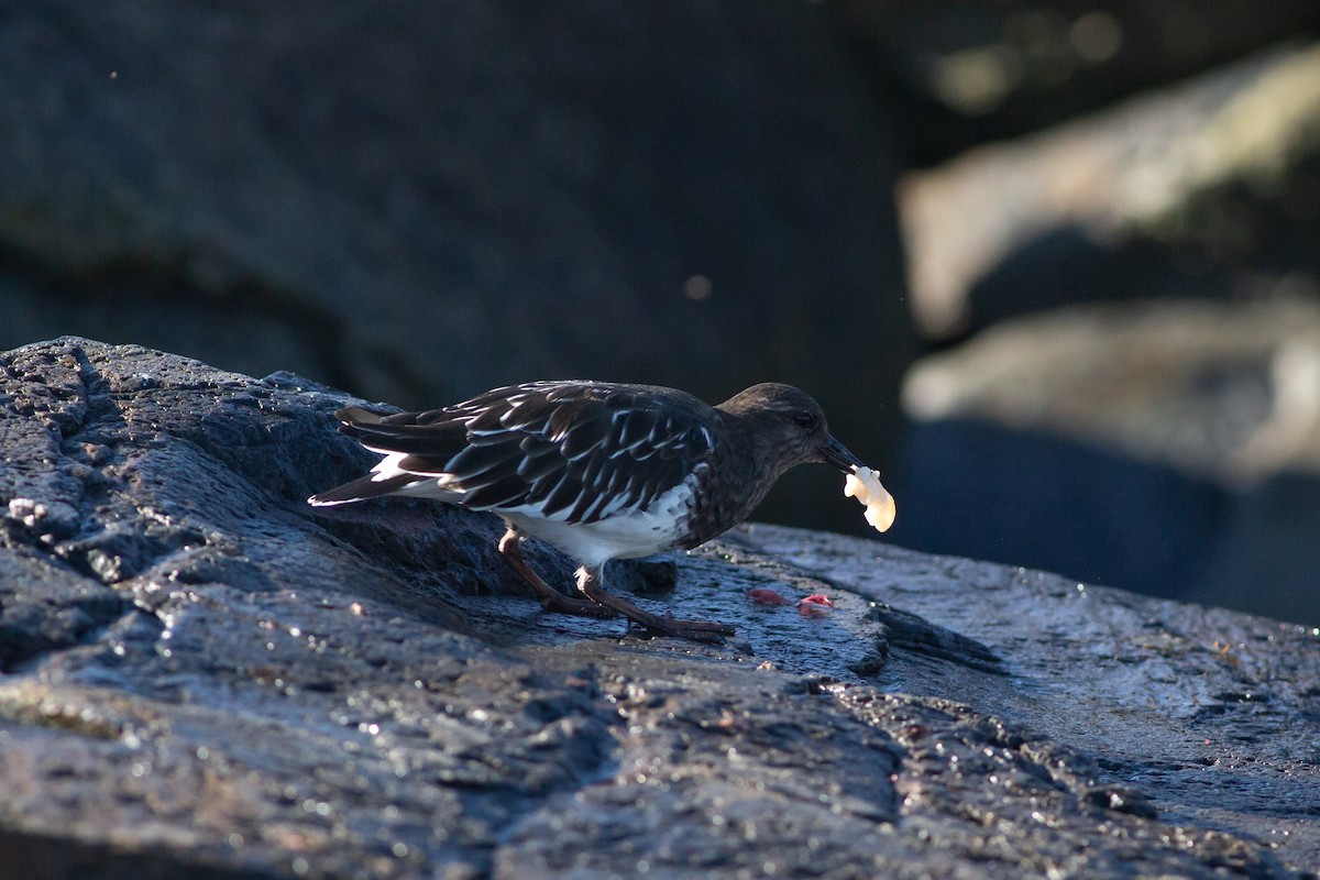 Black Turnstone - ML609577842