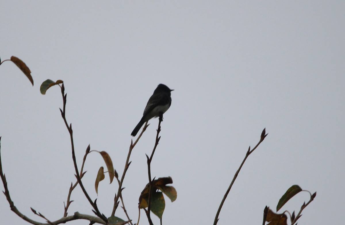 Black Phoebe - Deanna Emig