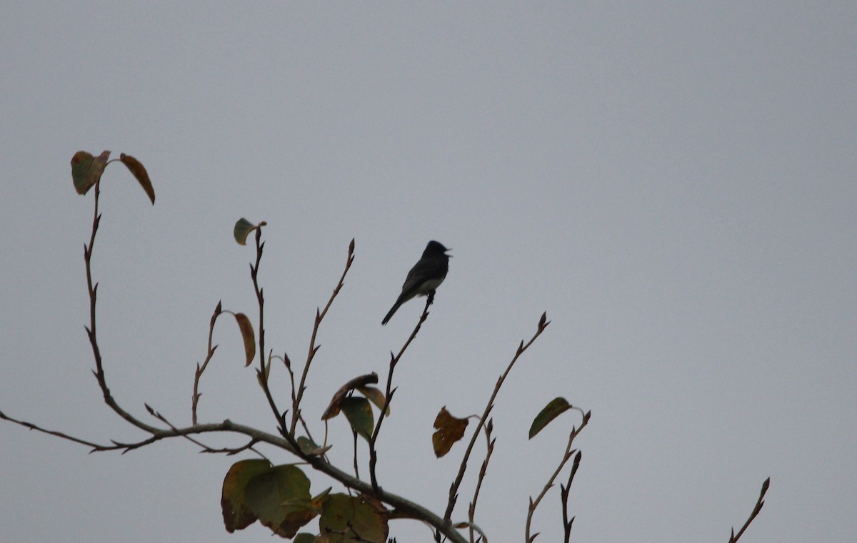 Black Phoebe - ML609577877