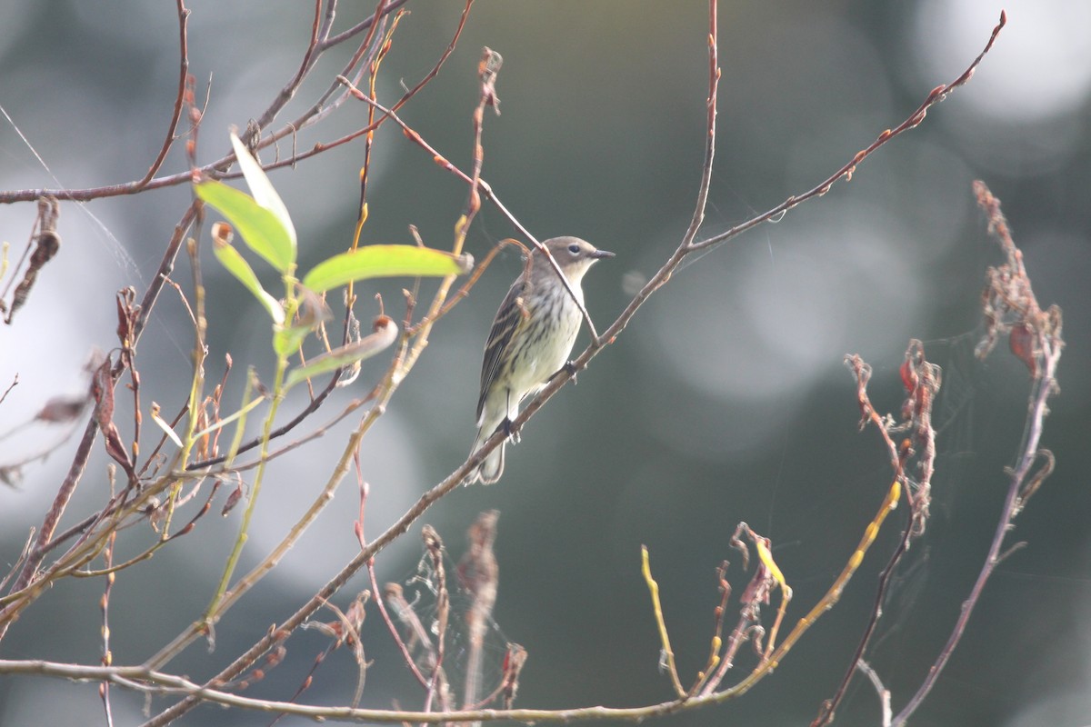 Yellow-rumped Warbler - ML609577928