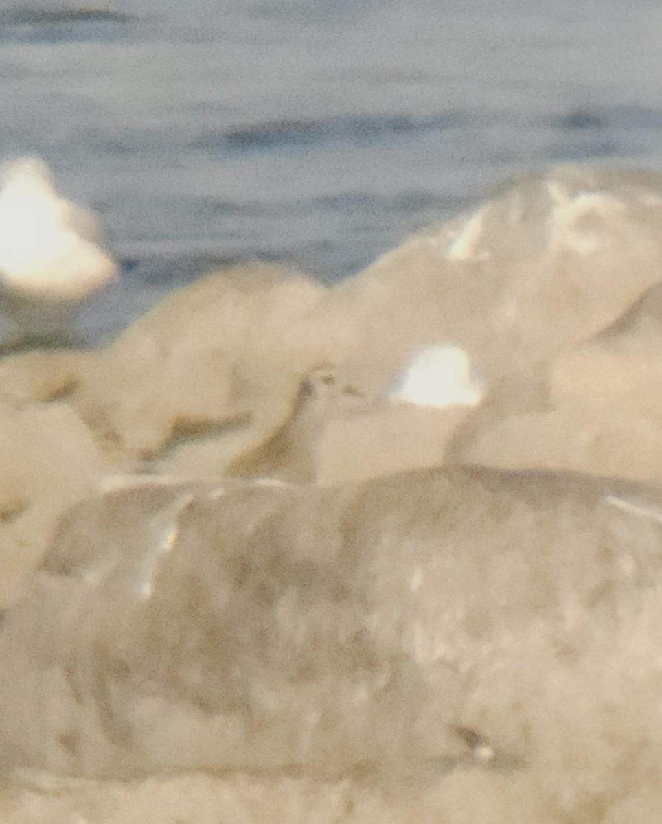 American Golden-Plover - Jean-Robert Massé