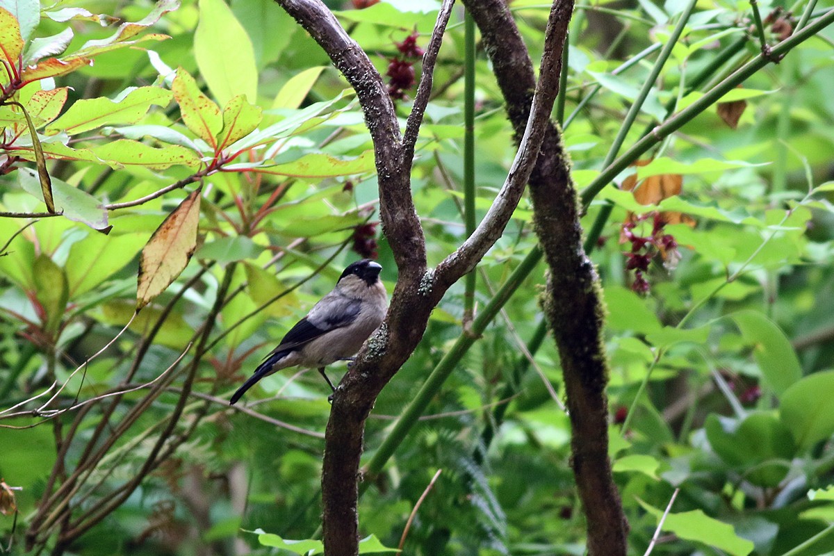 Azores Bullfinch - Zbigniew Wnuk