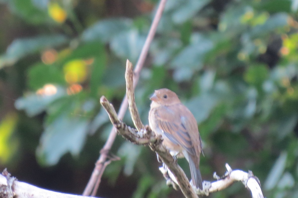 Indigo Bunting - Carol Decker