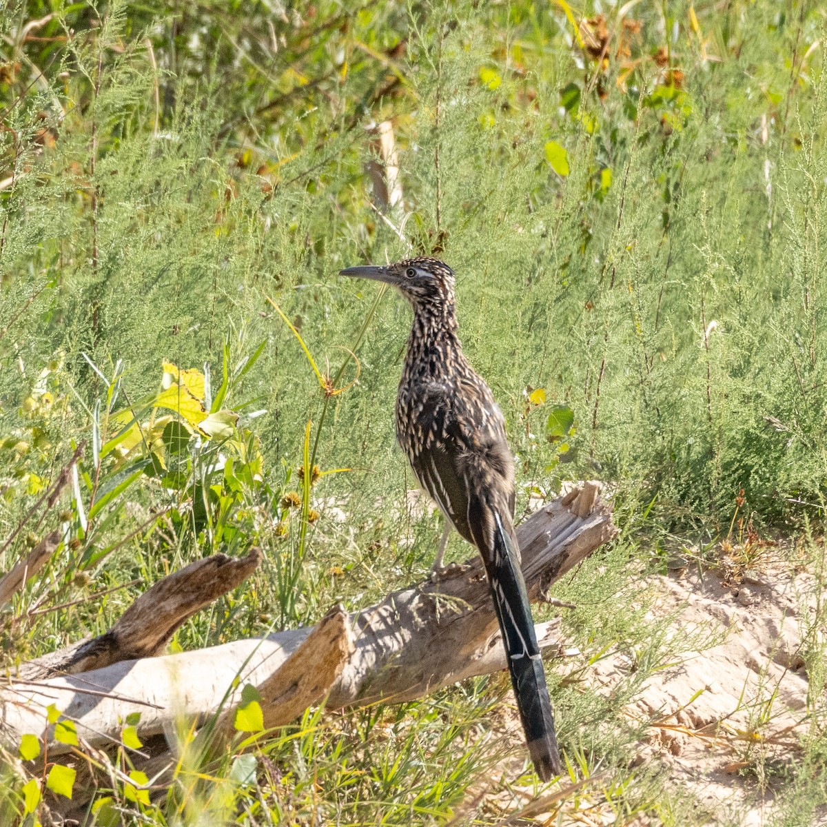 Greater Roadrunner - ML609577979