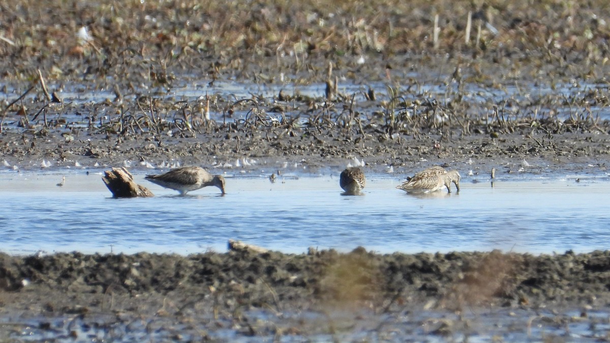 Long-billed Dowitcher - Dan J. MacNeal