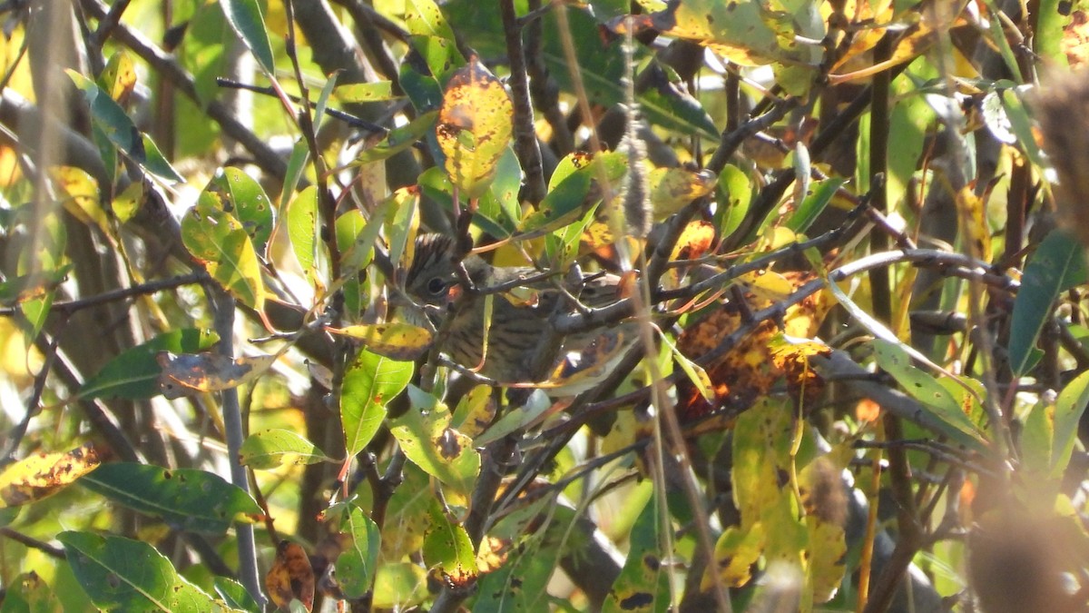 Lincoln's Sparrow - ML609578051