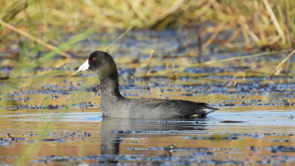 American Coot - Dan J. MacNeal