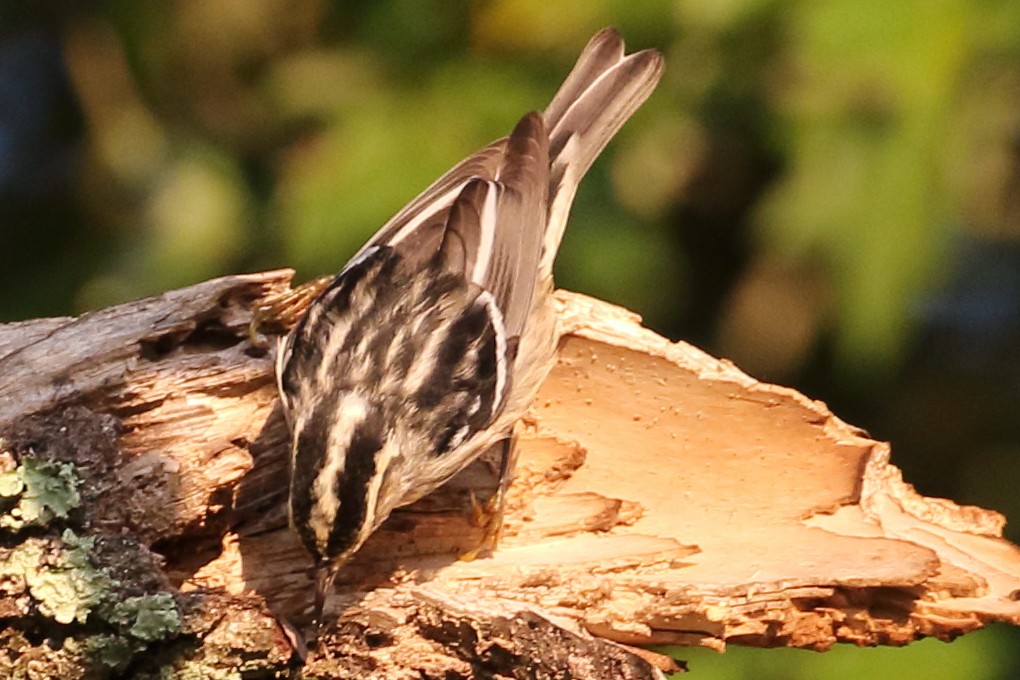 Black-and-white Warbler - Marie Hageman