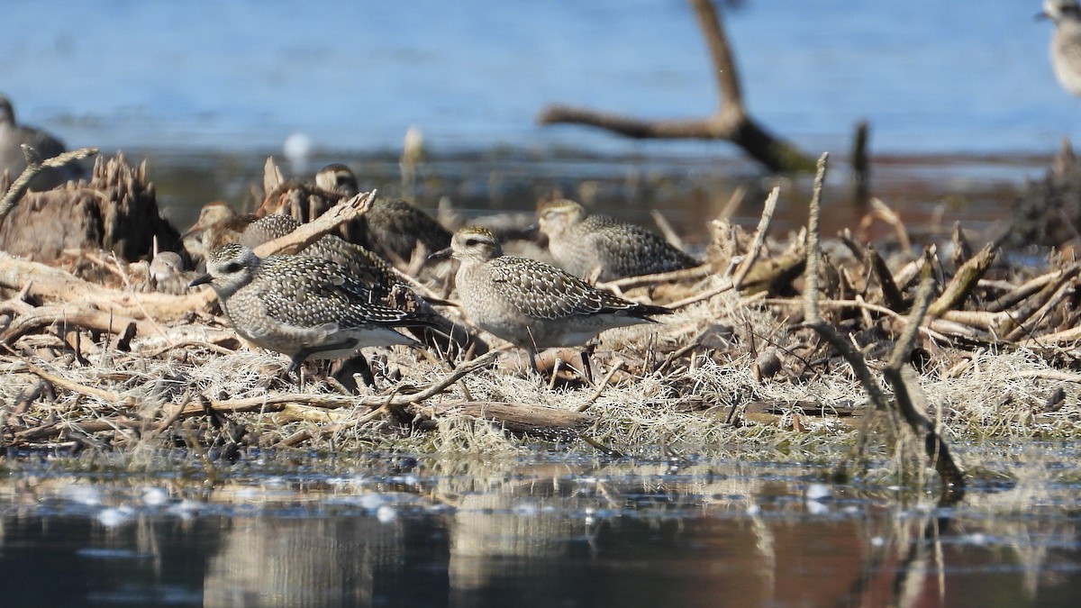 American Golden-Plover - Dan J. MacNeal