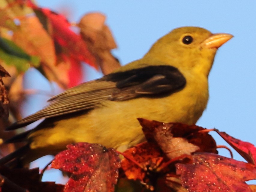 Scarlet Tanager - Marie Hageman