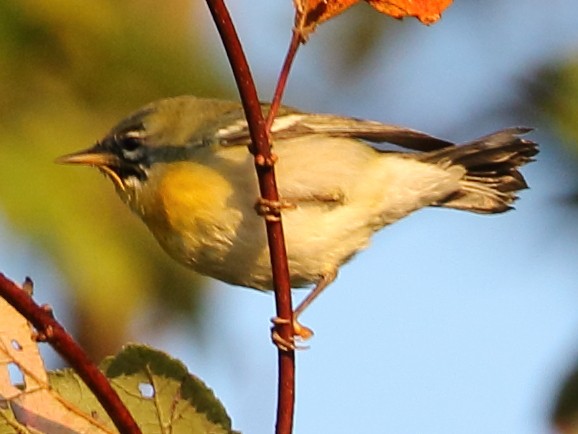 Northern Parula - ML609578128