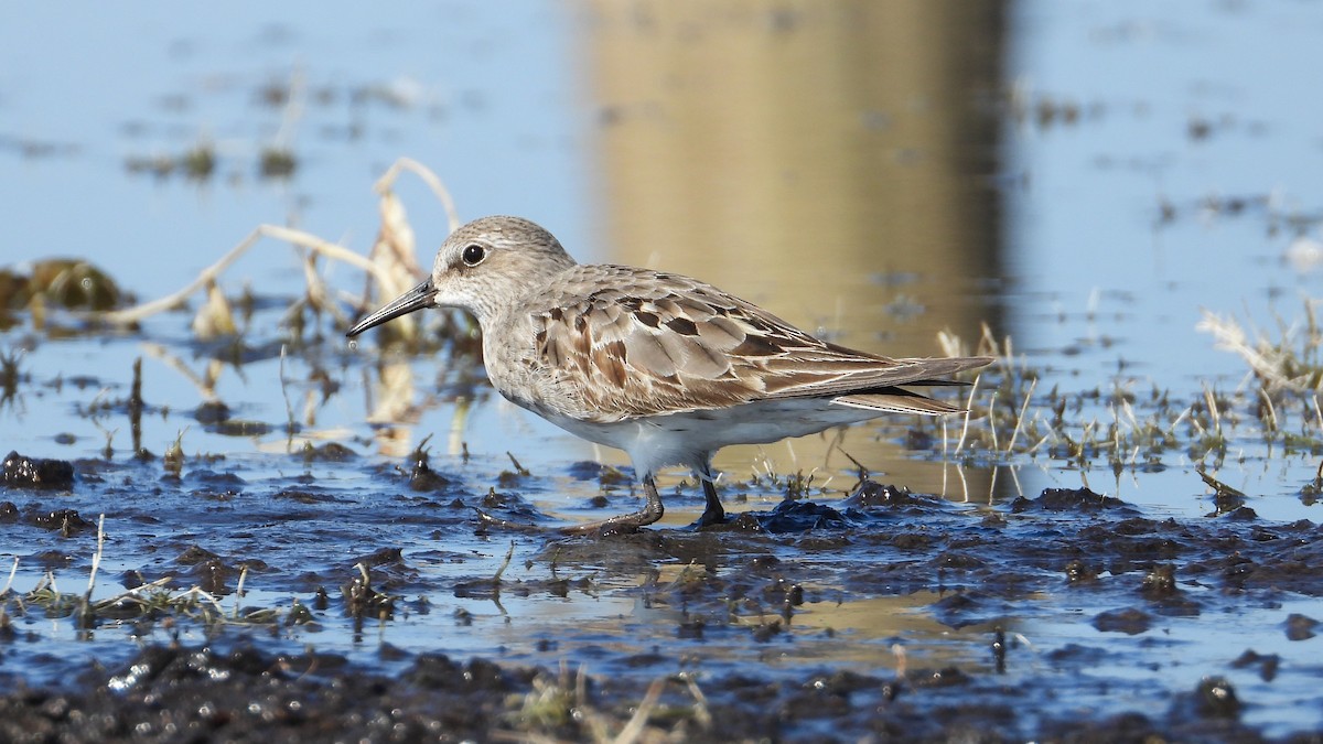 White-rumped Sandpiper - ML609578133