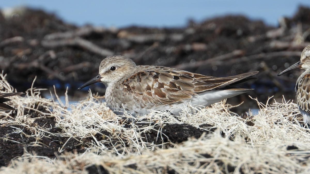 White-rumped Sandpiper - ML609578136