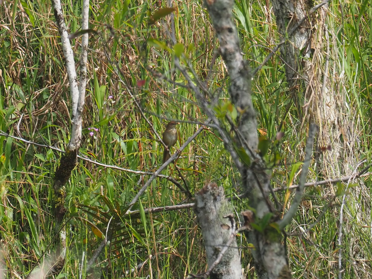 Papuan Grassbird - ML609578208