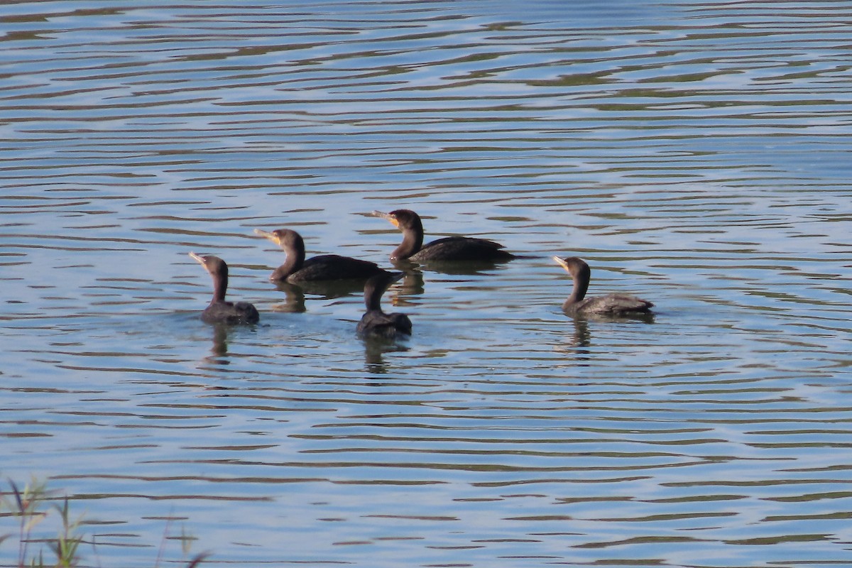 Double-crested Cormorant - ML609578211