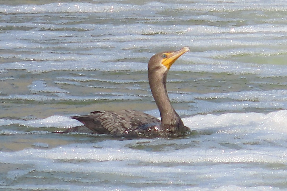 Cormoran à aigrettes - ML609578228