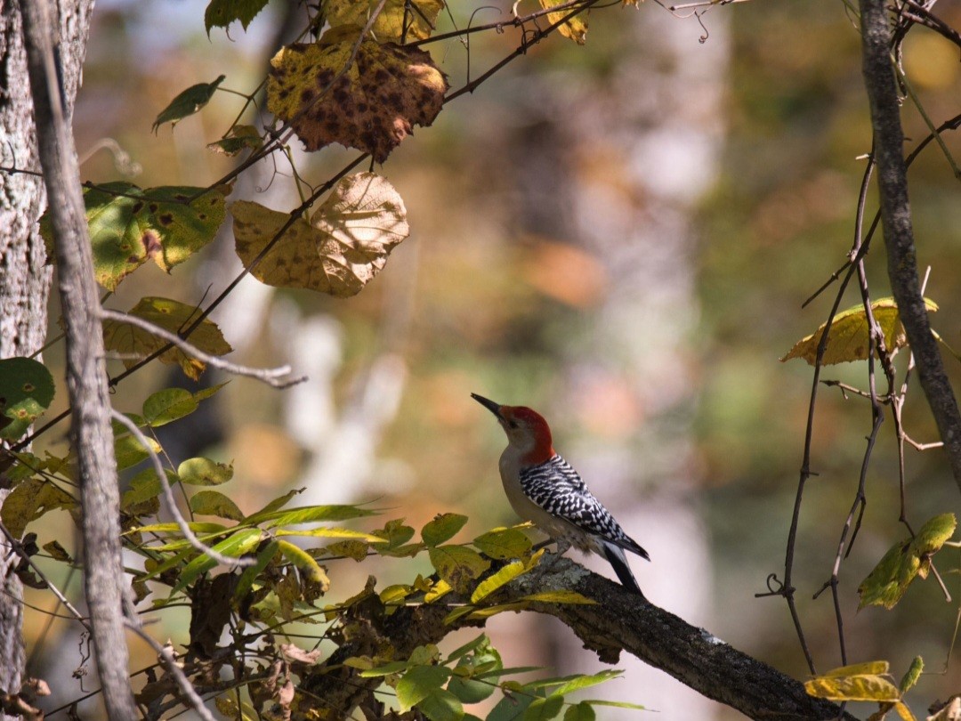 Red-bellied Woodpecker - ML609578234