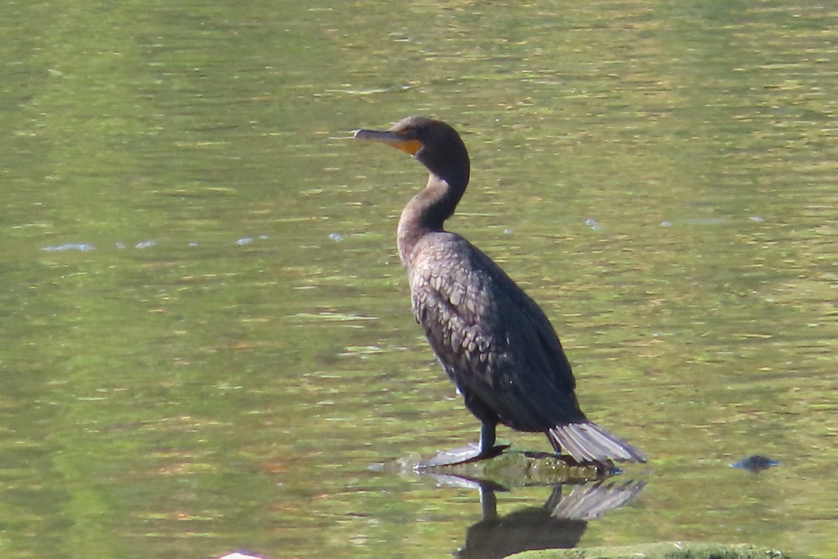 Double-crested Cormorant - ML609578240