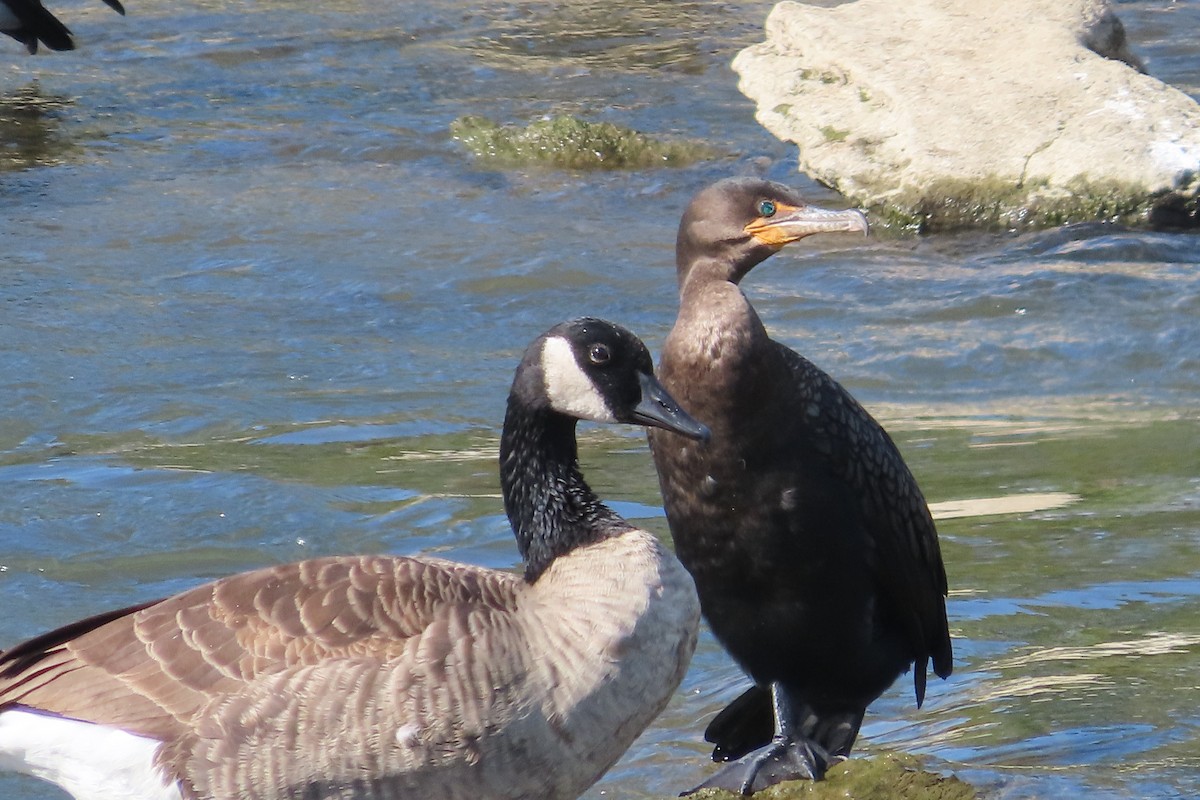 Double-crested Cormorant - David Brinkman