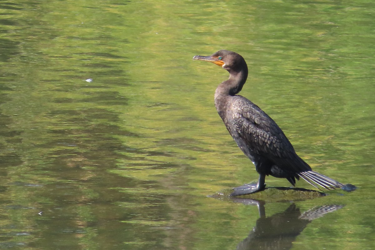 Double-crested Cormorant - David Brinkman