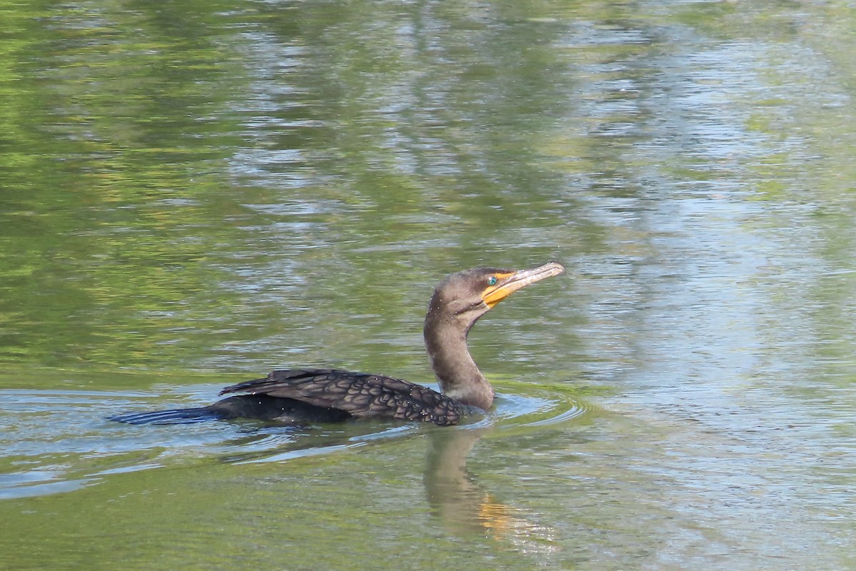 Double-crested Cormorant - David Brinkman