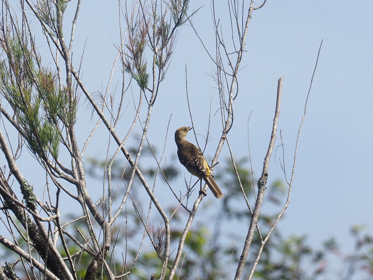 Yellow-breasted Bowerbird - ML609578290