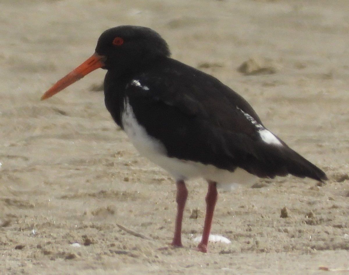 South Island Oystercatcher - Shiela Shallcross