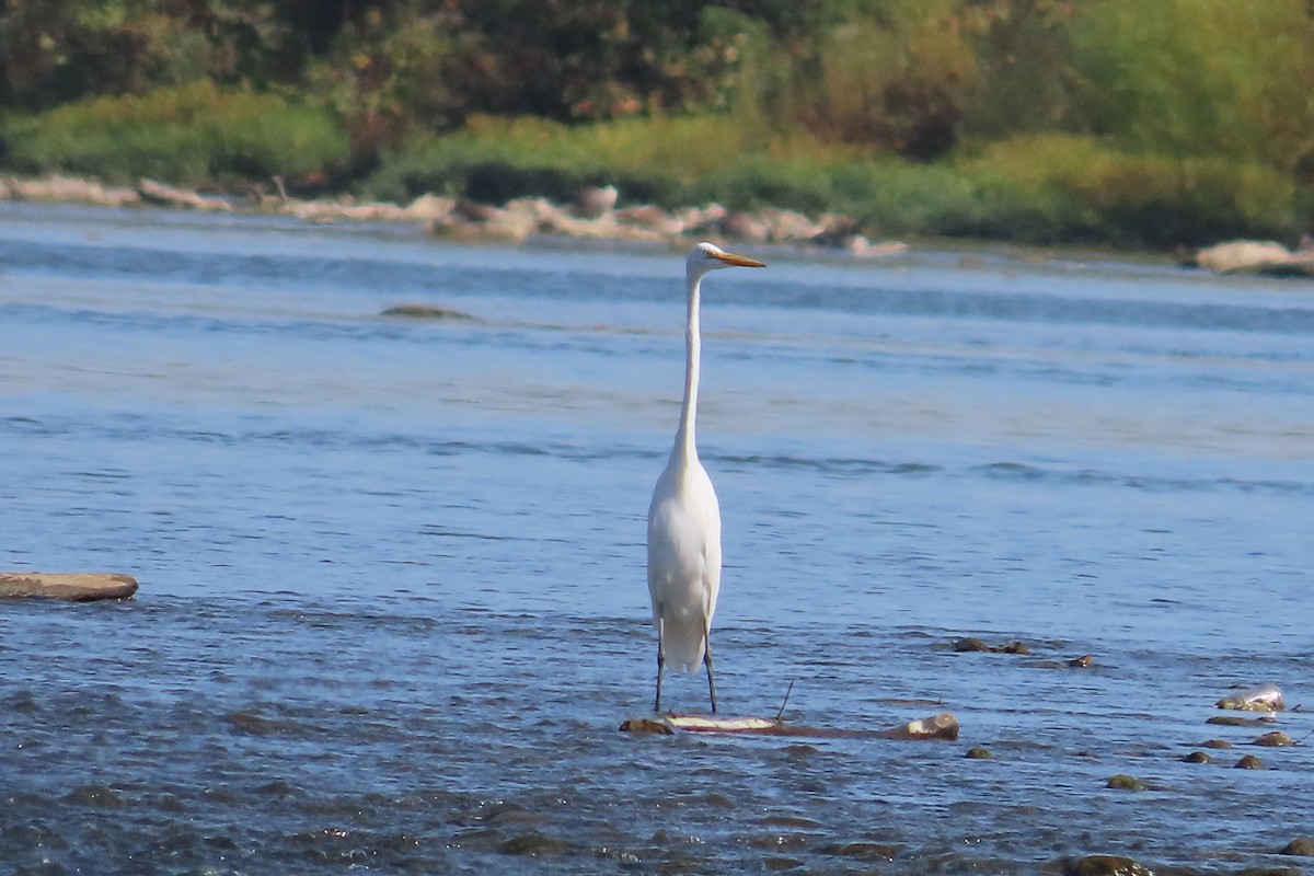 Great Egret - David Brinkman