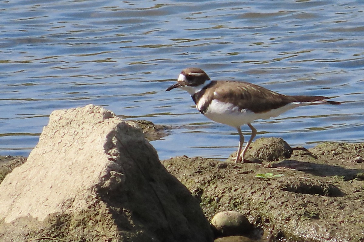 Killdeer - David Brinkman