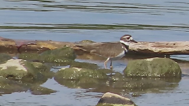 Killdeer - ML609578525