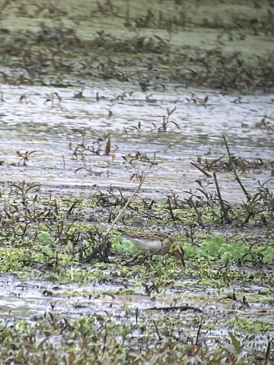 Sharp-tailed Sandpiper - Dena Turner