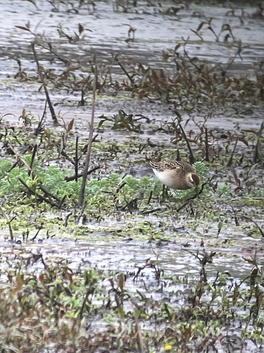 Sharp-tailed Sandpiper - Dena Turner