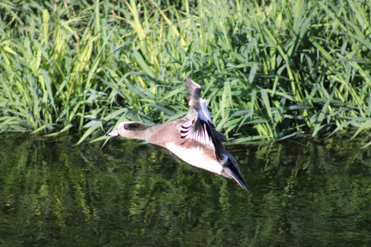 American Wigeon - ML609578589