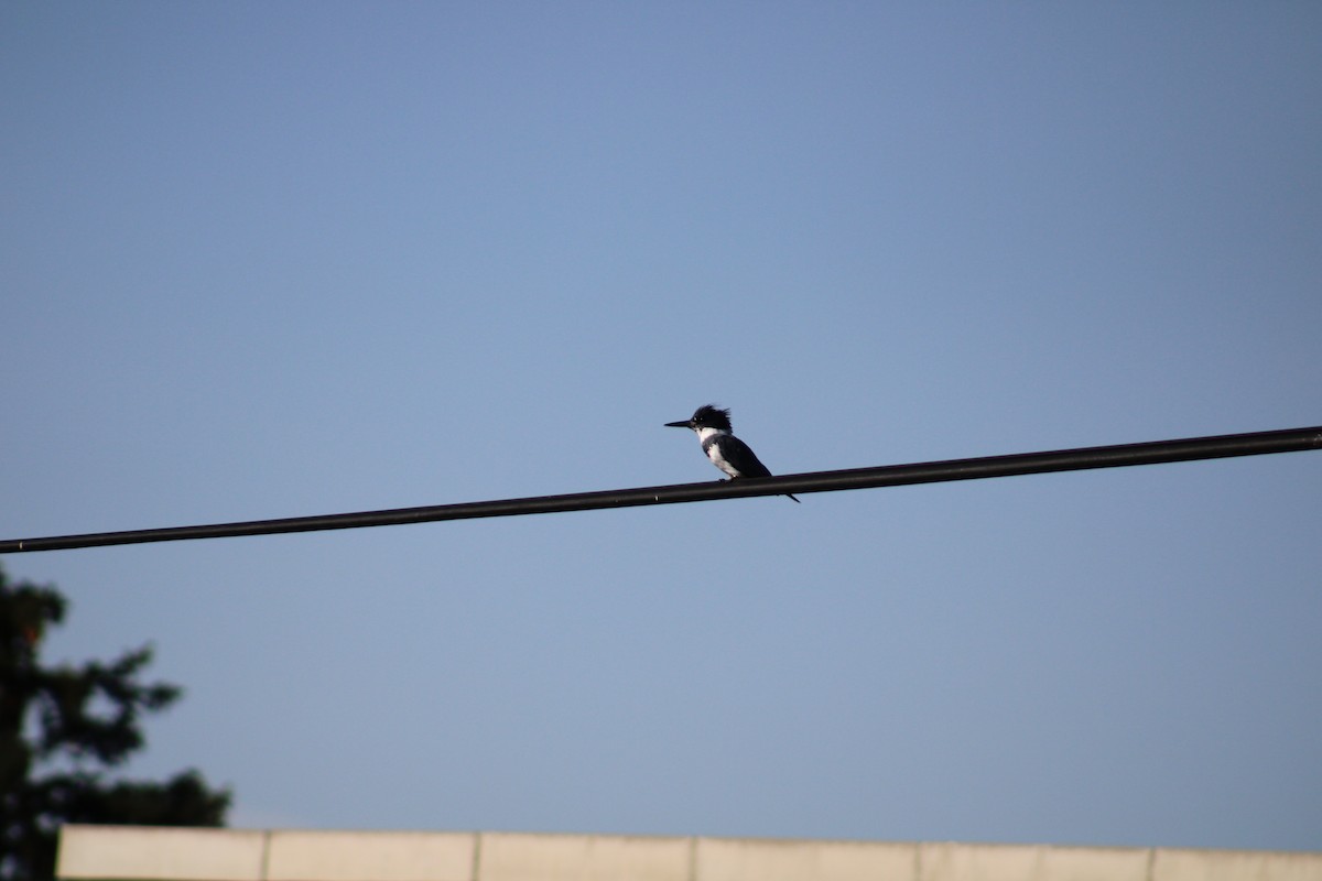 Belted Kingfisher - ML609578638