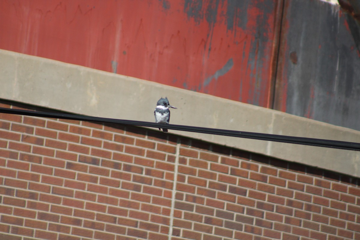 Belted Kingfisher - ML609578639