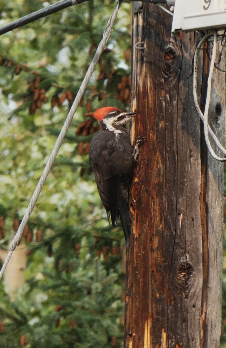 Pileated Woodpecker - ML609578680