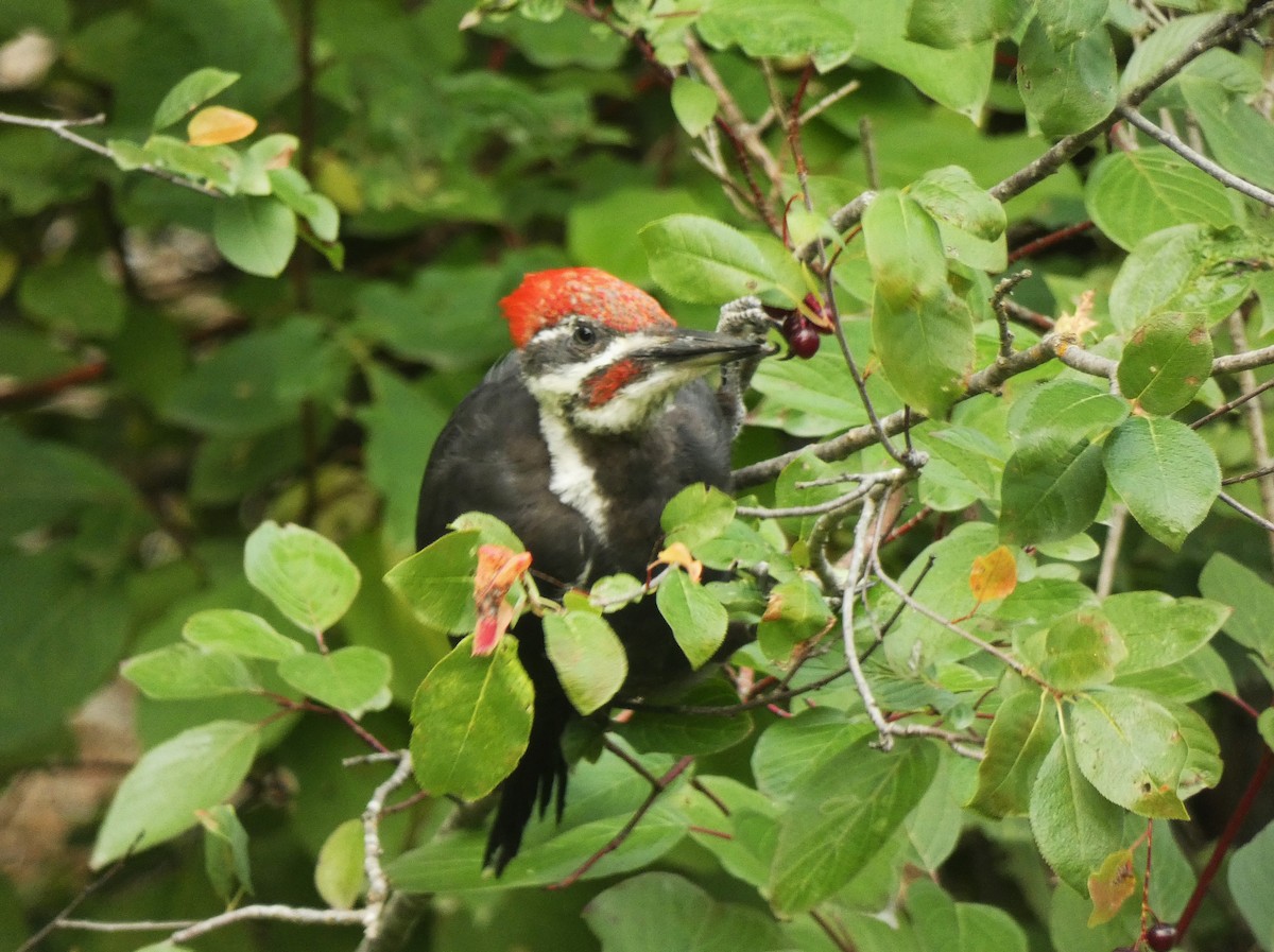 Pileated Woodpecker - Tom Wells