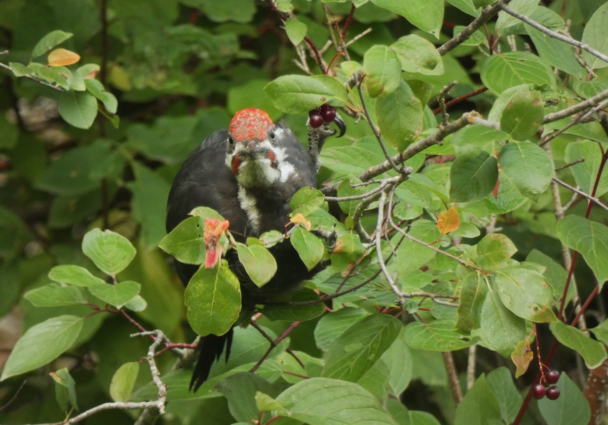 Pileated Woodpecker - ML609578685