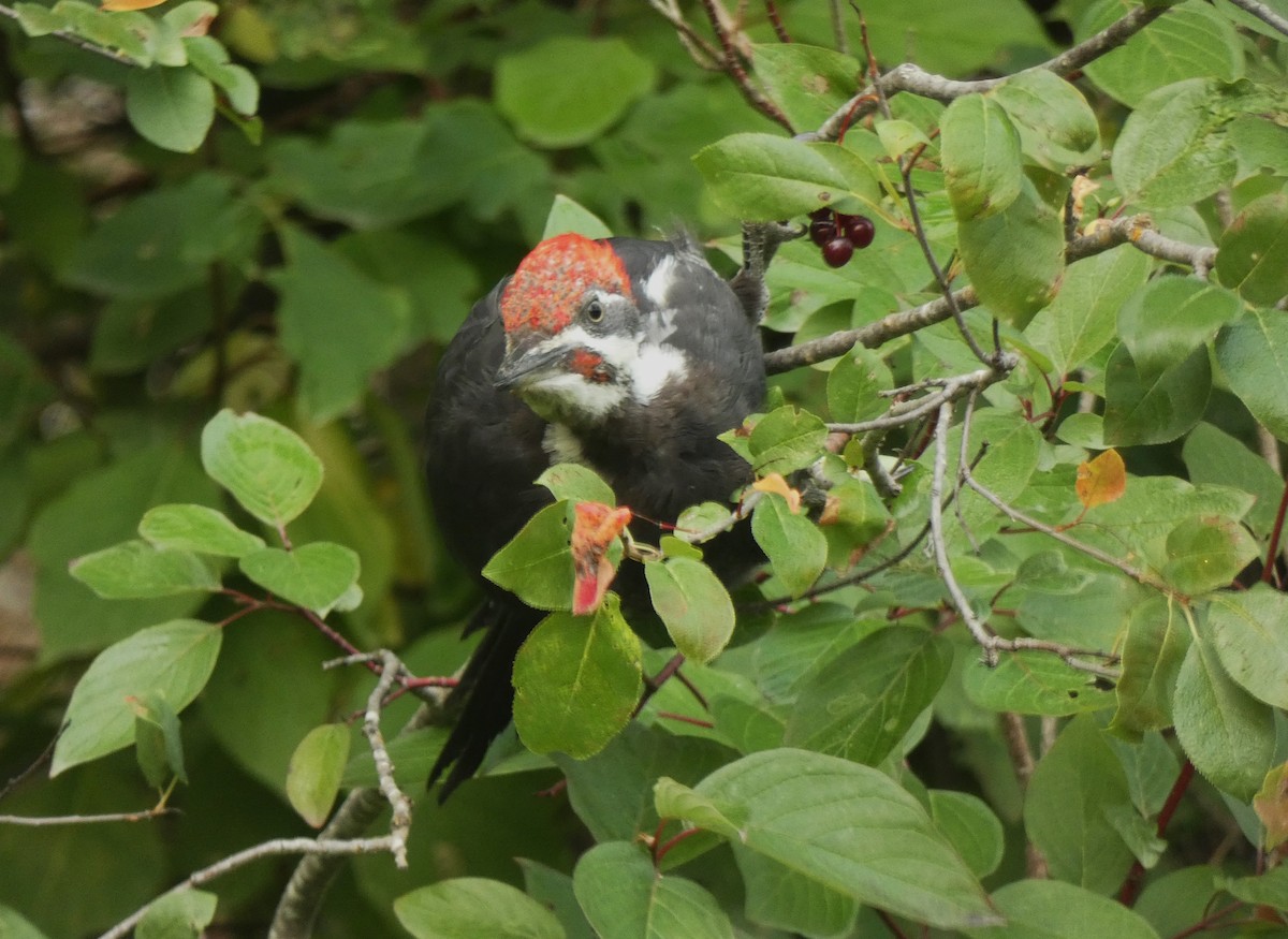 Pileated Woodpecker - ML609578686