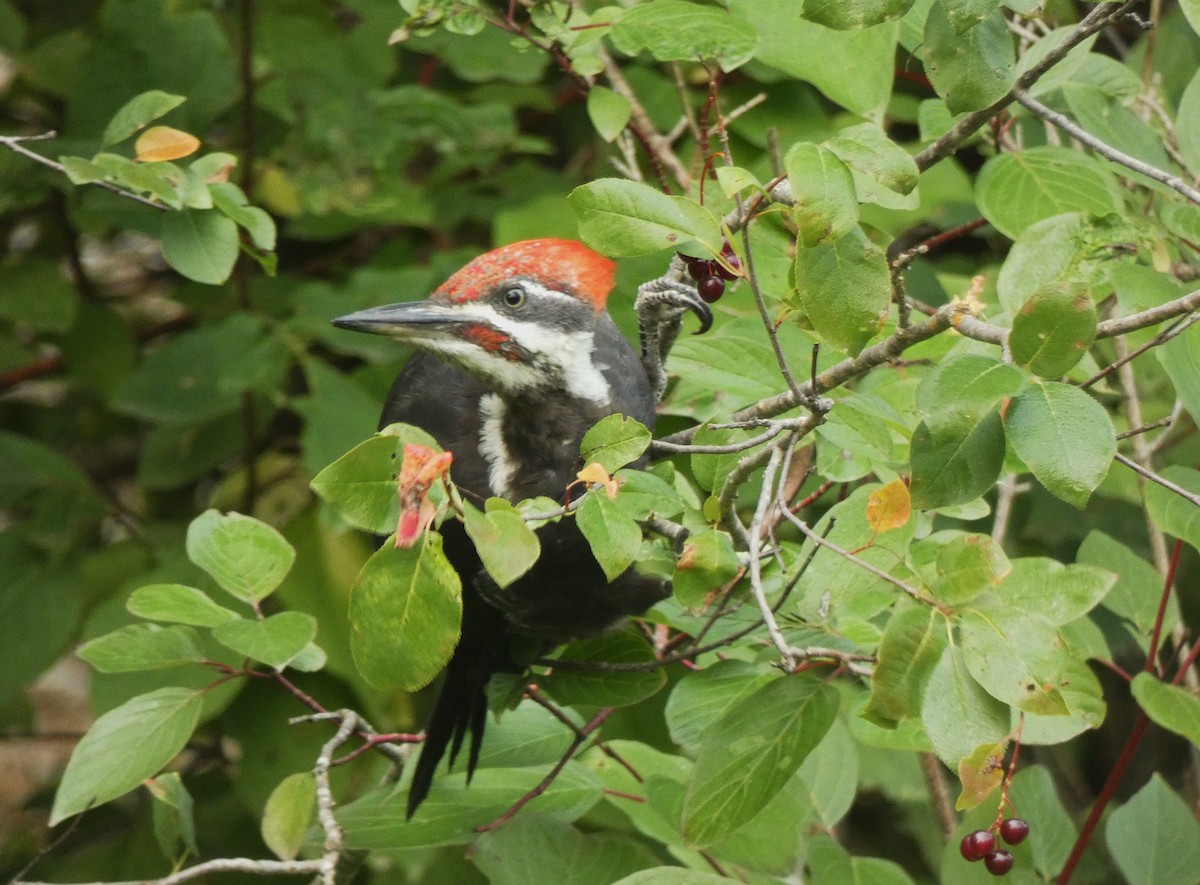 Pileated Woodpecker - ML609578687