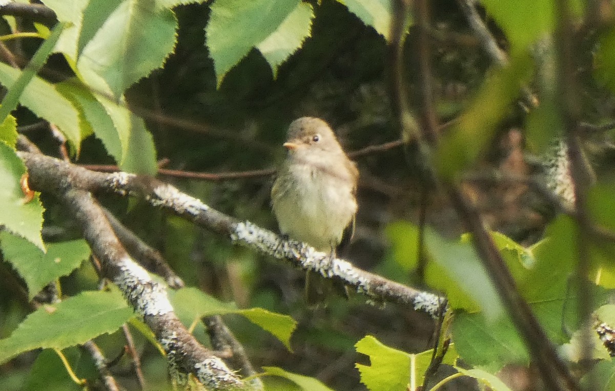 Willow Flycatcher - ML609578713