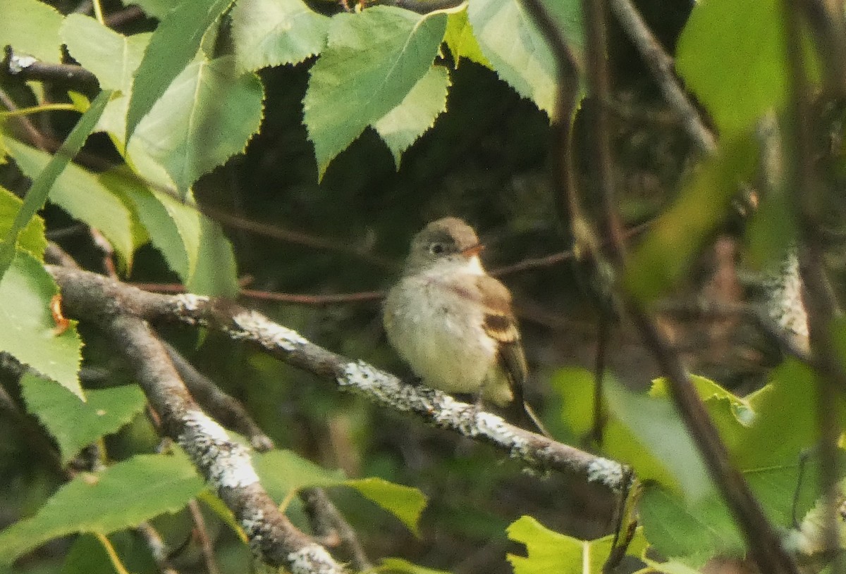 Willow Flycatcher - ML609578714