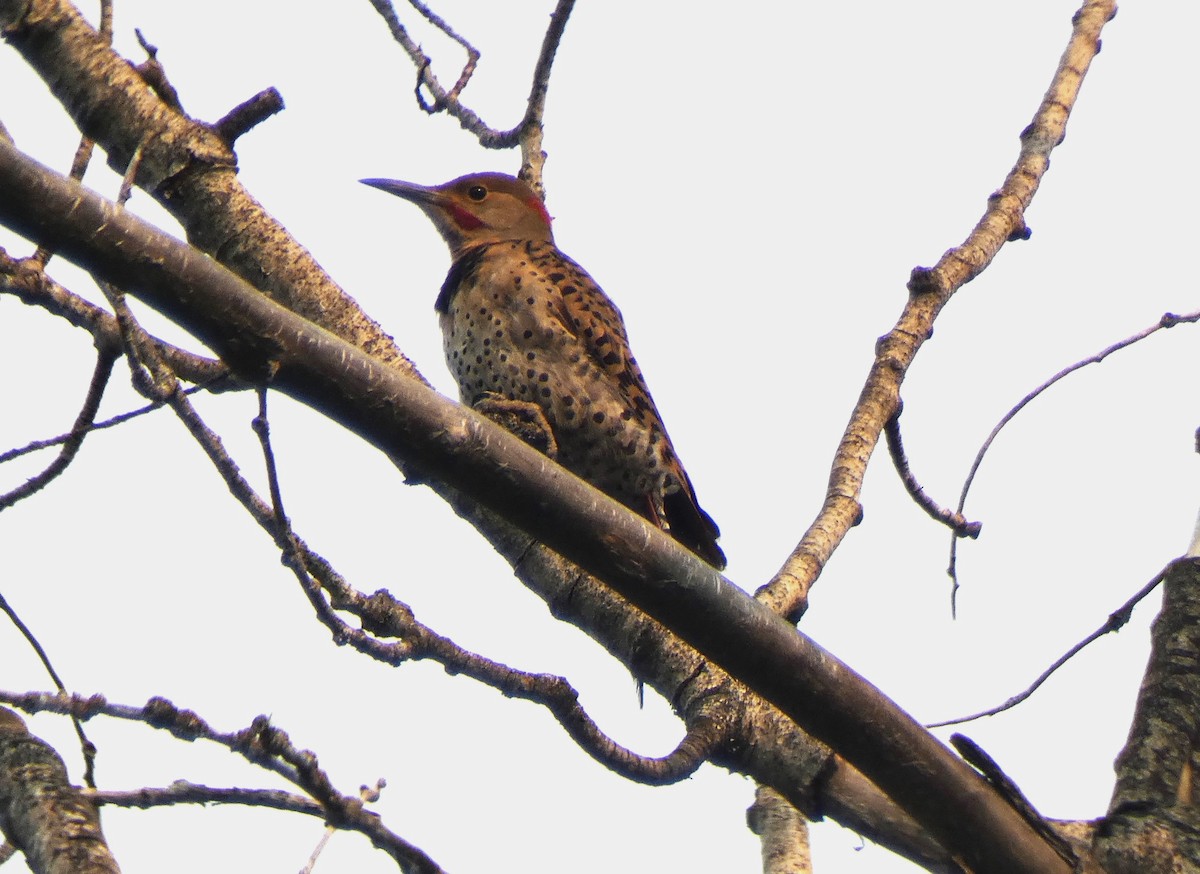 Northern Flicker - ML609578726