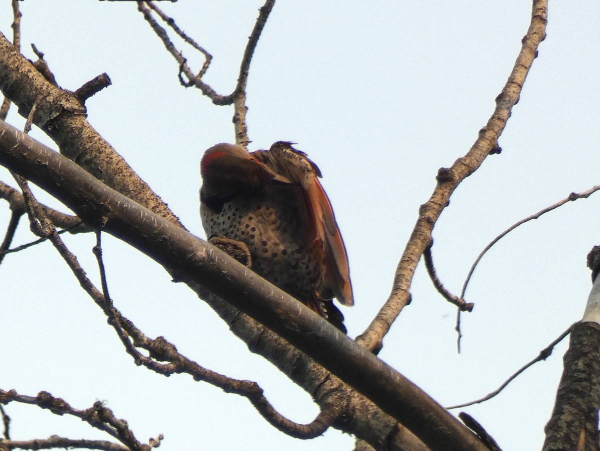 Northern Flicker - Tom Wells