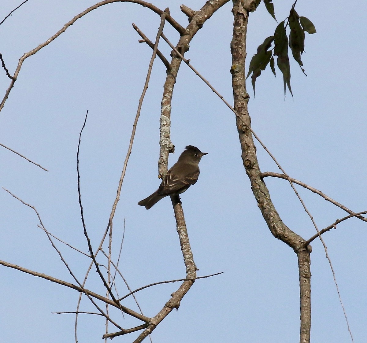 Eastern Wood-Pewee - Sandy Vorpahl