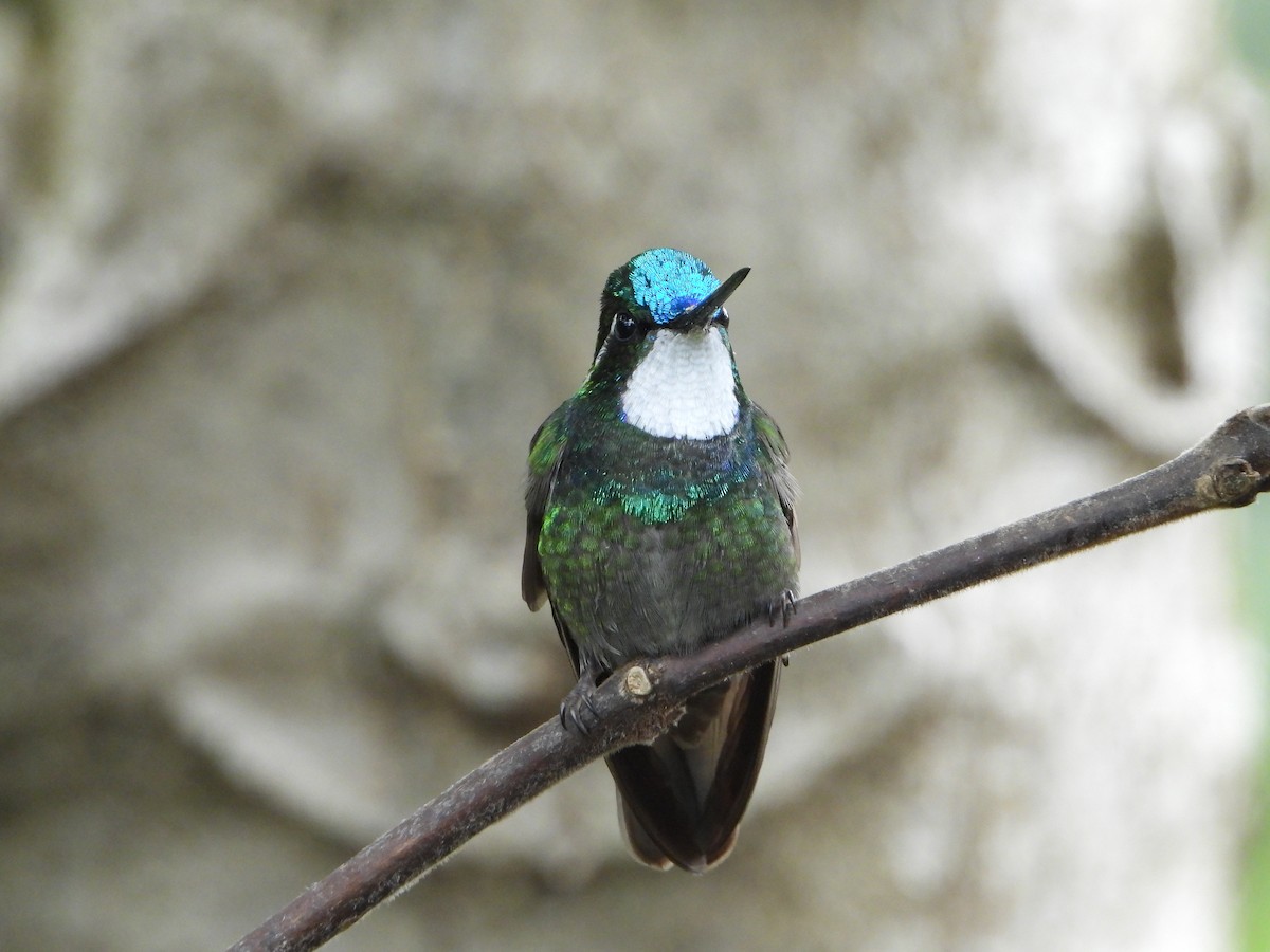 White-throated Mountain-gem - Juan Carlos Melendez