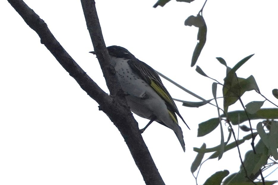 Painted Honeyeater - ML609578843