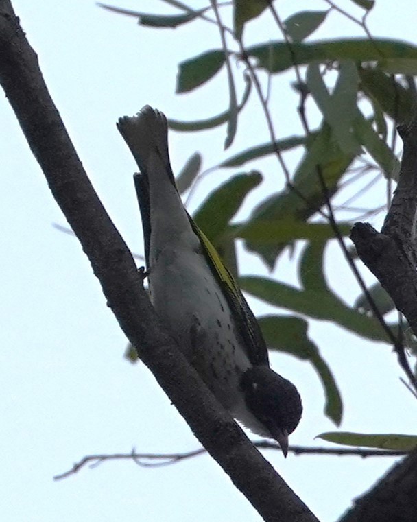 Painted Honeyeater - ML609578874