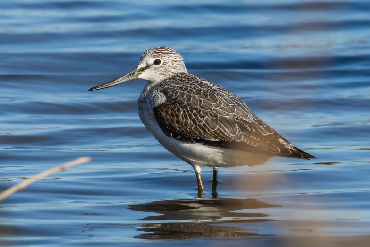 Common Greenshank - ML609578875